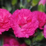 Clavel: Claveles fucsia, la flor clásica del Día de la Madre