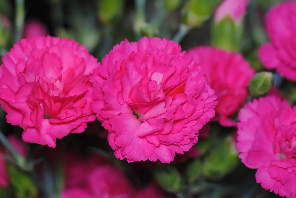 Claveles fucsia, la flor clásica del Día de la Madre