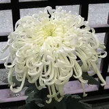 Flores de noviembre: Crisantemo blanco de pétalos largos, la flor de Todos los Santos