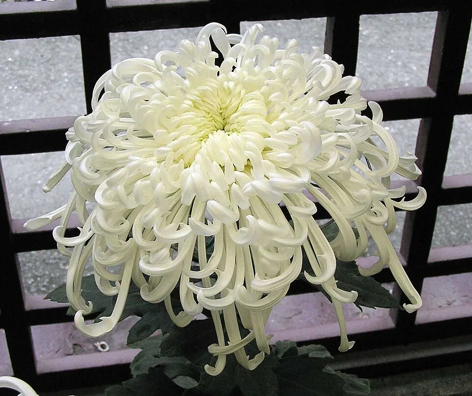 Crisantemo blanco de pétalos largos, la flor de Todos los Santos