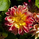 Dalia: Dalia roja y amarilla