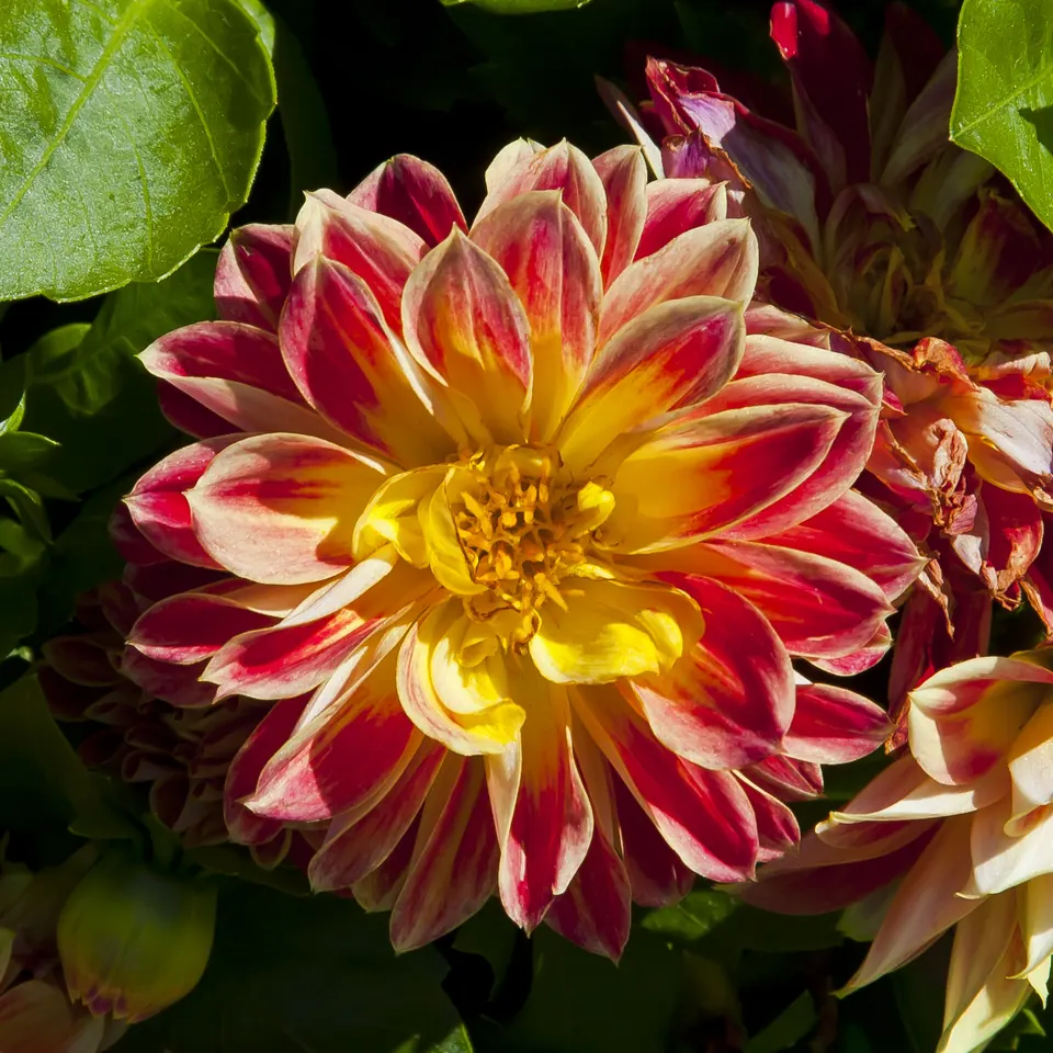 Dalia de pétalos rojos con el centro amarillo, la flor nacional de México y de temporada en otoño
