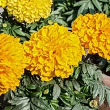 Todos los Santos y Día de Muertos: Flores de cempasúchil naranjas y amarillas, la flor de la ofrenda del Día de Muertos