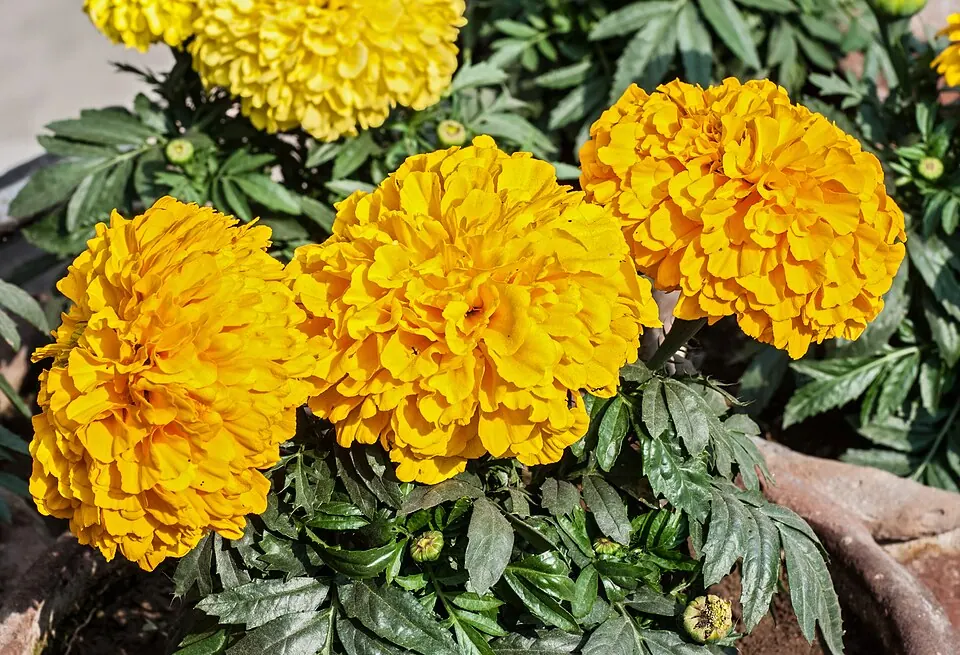 Flores de cempasúchil naranjas y amarillas, la flor de la ofrenda del Día de Muertos