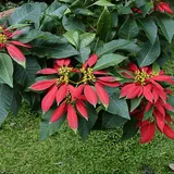 Flores de diciembre: Plantas de nochebuena rojas, la flor mexicana de la Navidad que se celebra el 8 de diciembre