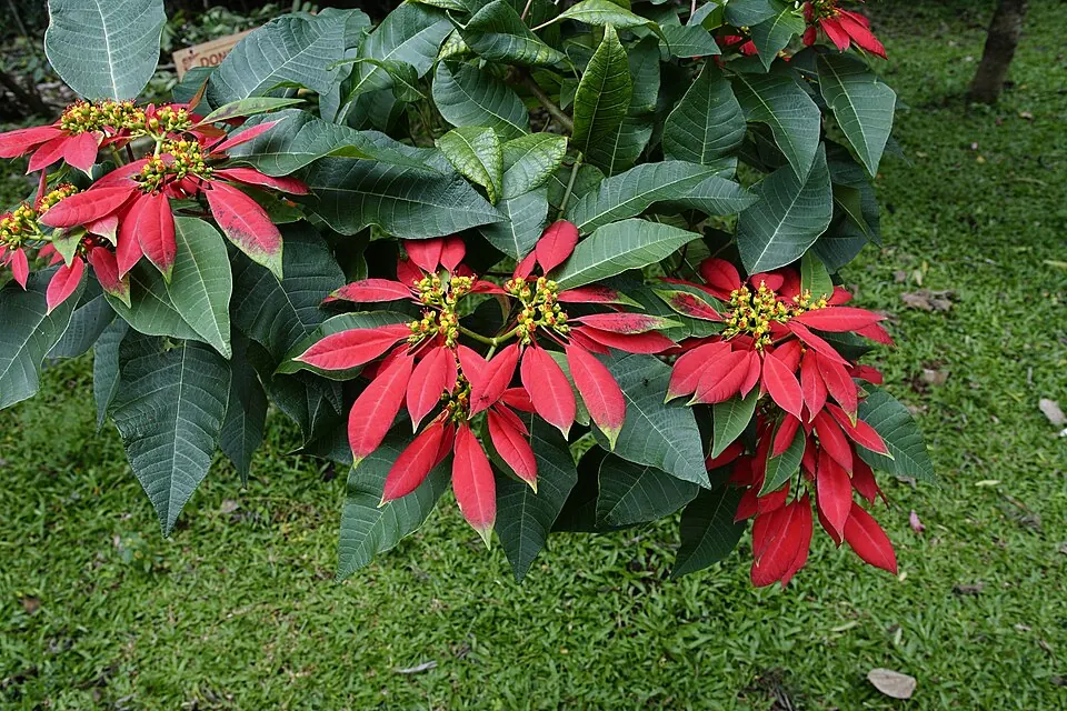 Plantas de nochebuena rojas, la flor mexicana de la Navidad que se celebra el 8 de diciembre