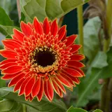 Gerbera: Gerbera roja
