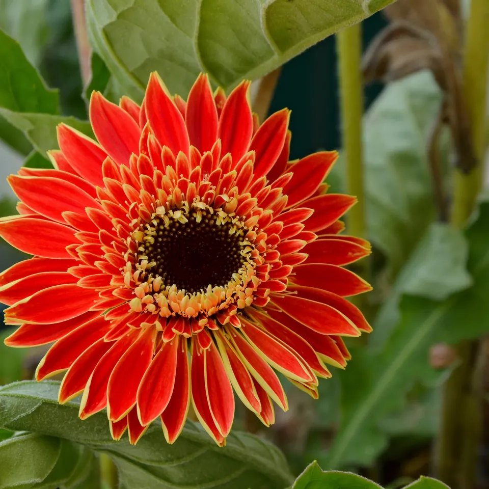 Gerbera roja