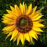 Día del Padre: Girasol amarillo abierto, la flor del trend de flores amarillas del 21 de septiembre