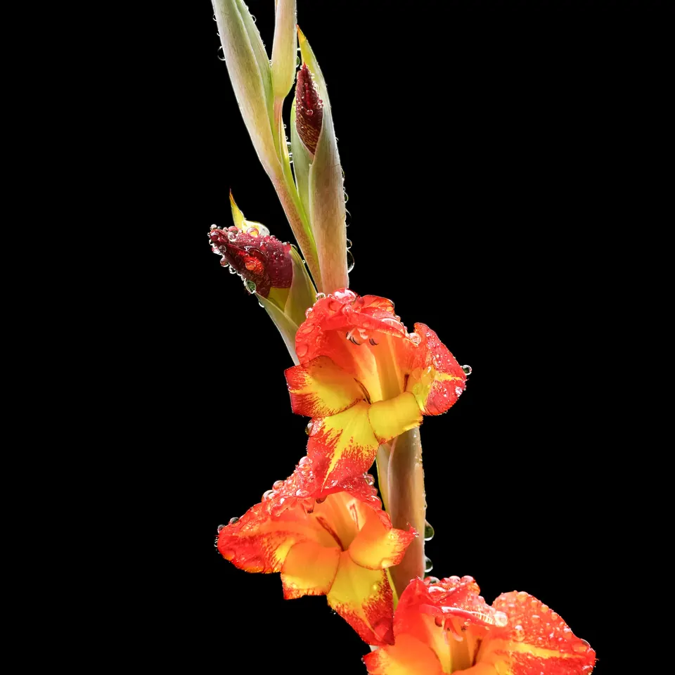 Vara de gladiolo con flores naranjas y amarillas, la flor de agosto