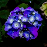 Flores de octubre: Hortensia azul y violeta, flor azul para el Día del Novio del 3 de octubre