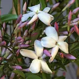 Jazmín: Flores de jazmín blancas