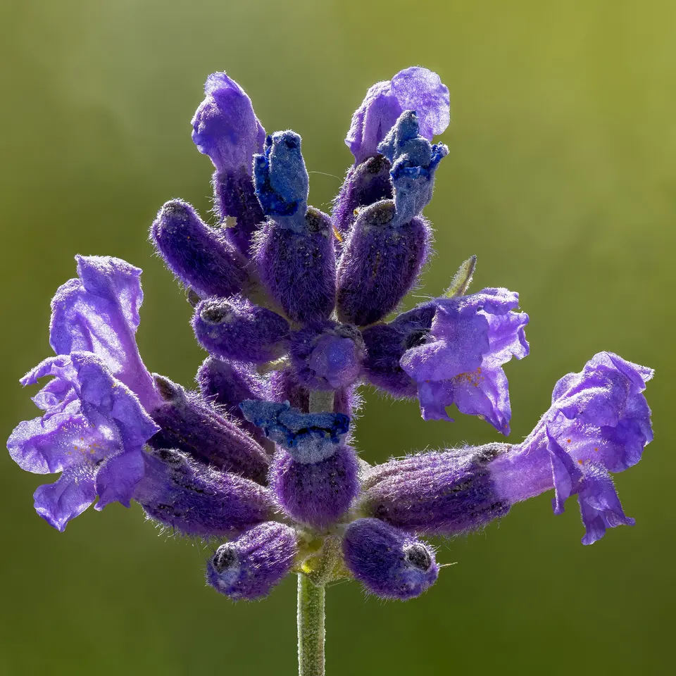 Espiga de lavanda morada en flor, de temporada a principios del verano
