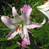 Lilium (azucena): Lilium blanco y rosa, flor del Día de la Madre en Argentina y de los ramos de condolencias