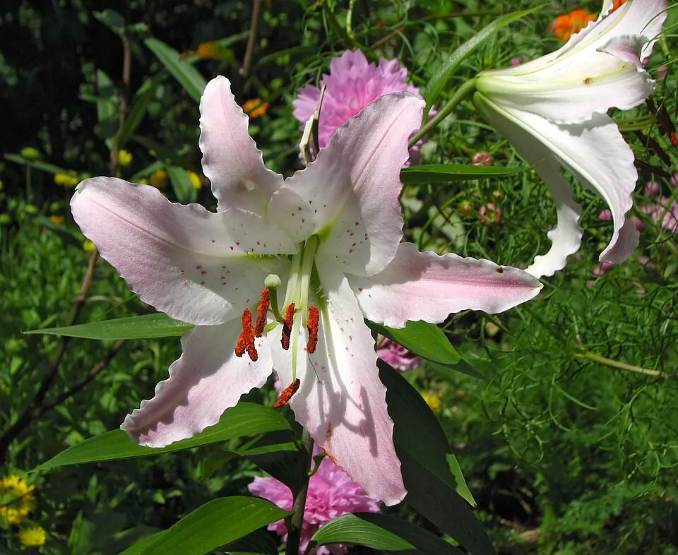 Lilium blanco y rosa, flor del Día de la Madre en Argentina y de los ramos de condolencias