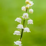 Flores de mayo: Tallo de lirio de los valles (muguet) con campanillas blancas, la flor del 1 de mayo en Francia
