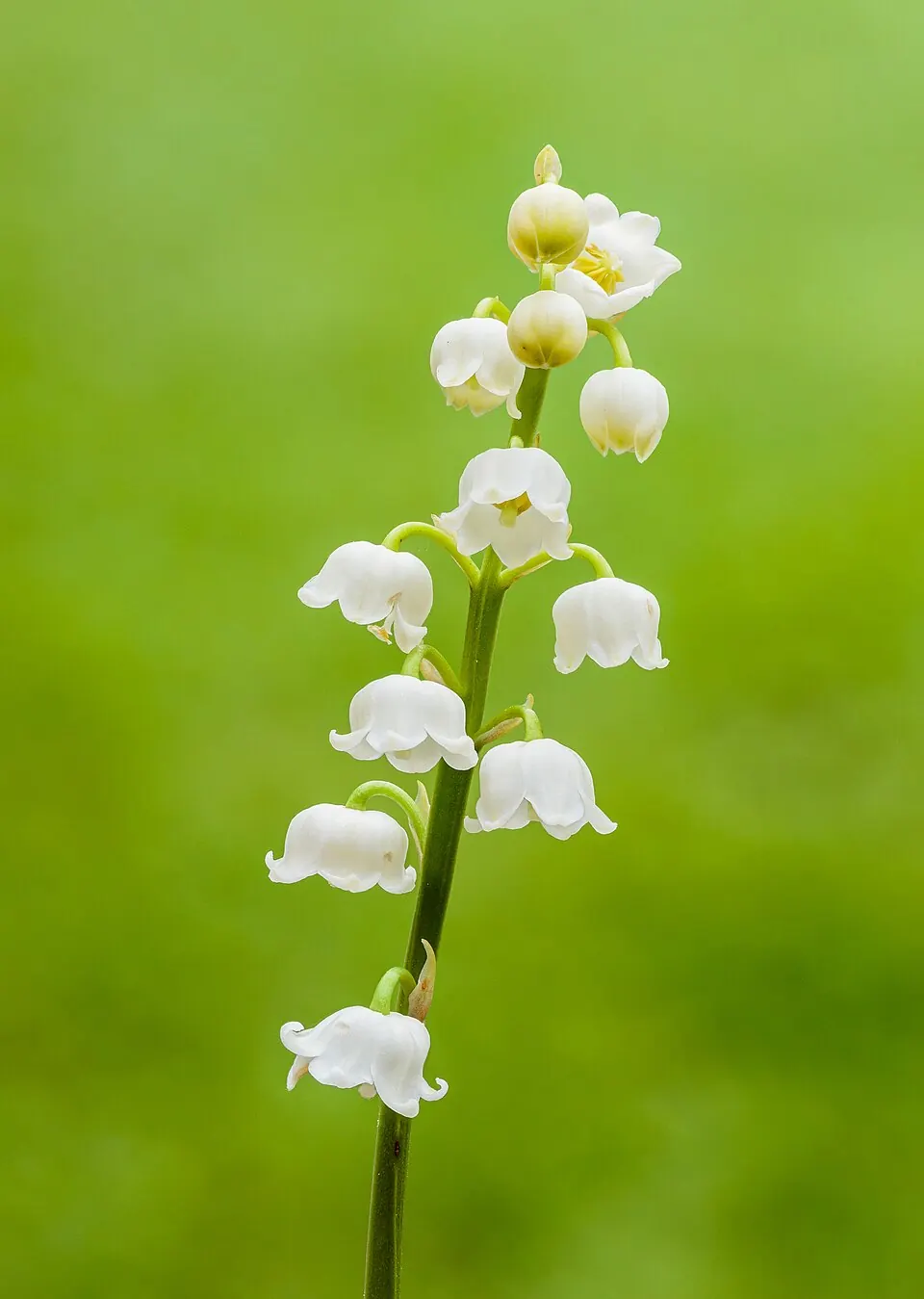 Tallo de lirio de los valles (muguet) con campanillas blancas, la flor del 1 de mayo en Francia