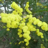 Flores de marzo: Ramas de mimosa con bolitas amarillas, la flor del 8 de marzo en Italia