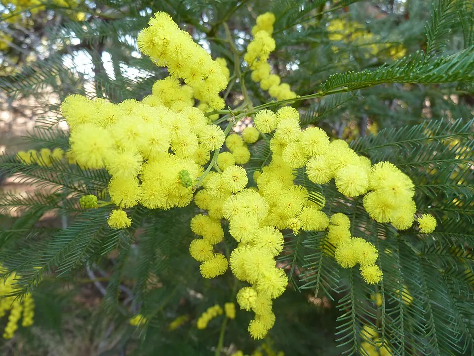 Ramas de mimosa con bolitas amarillas, la flor del 8 de marzo en Italia