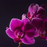 Orquídea: Orquídea phalaenopsis fucsia