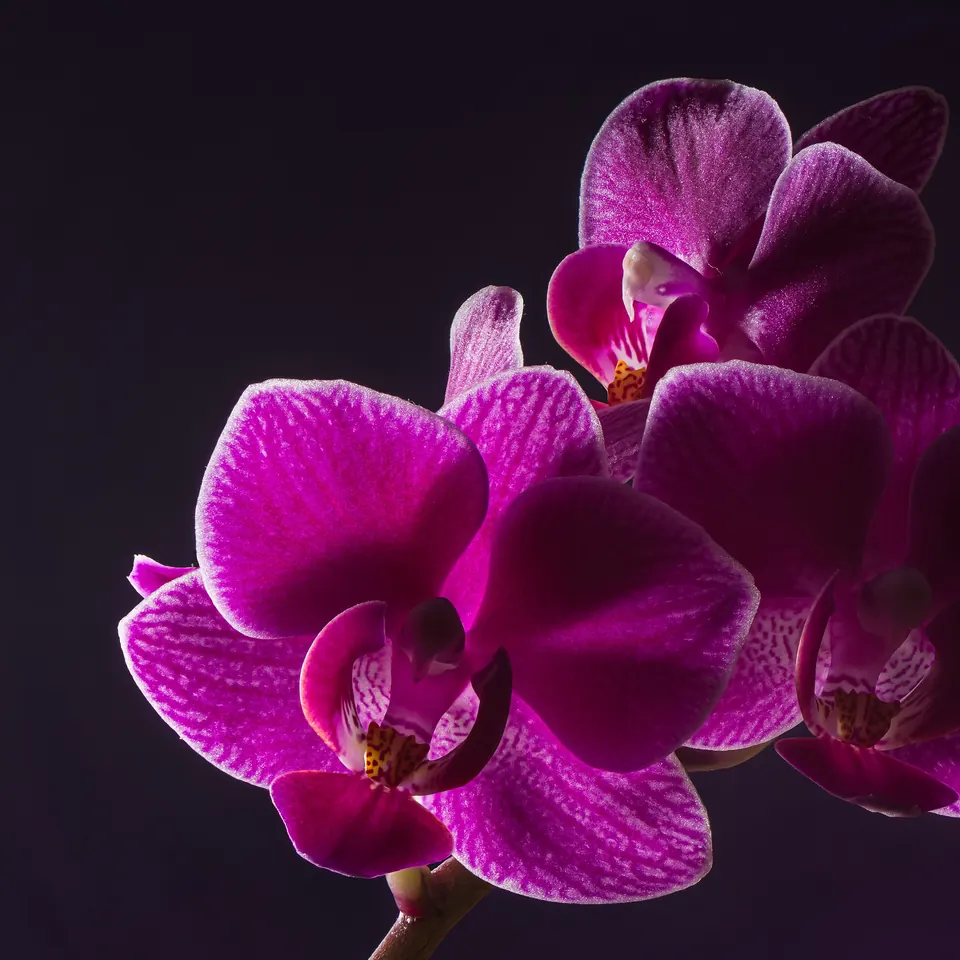 Orquídea phalaenopsis fucsia sobre fondo oscuro, la planta con flor más regalada