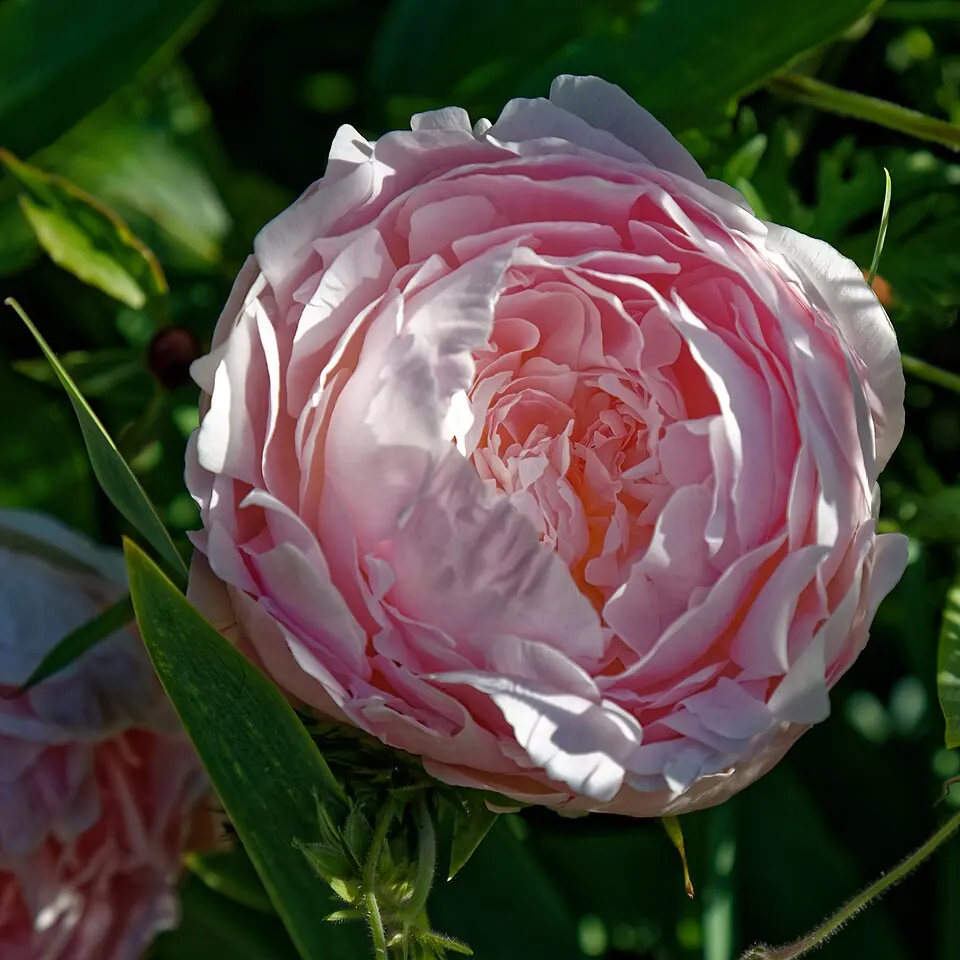 Peonía rosa abierta, flor de temporada en mayo para el Día de la Madre