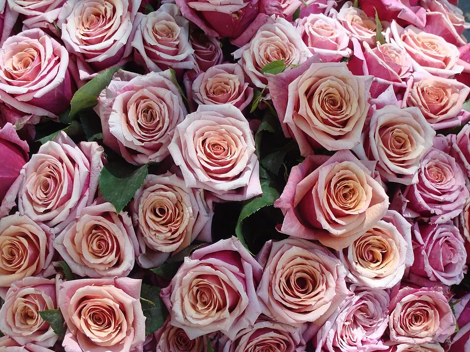 Ramo de rosas rosas, un regalo clásico para San Valentín y el Día de las Madres