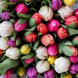 Tulipán: Ramo de tulipanes de colores, típico del Galentine’s Day y de la primavera