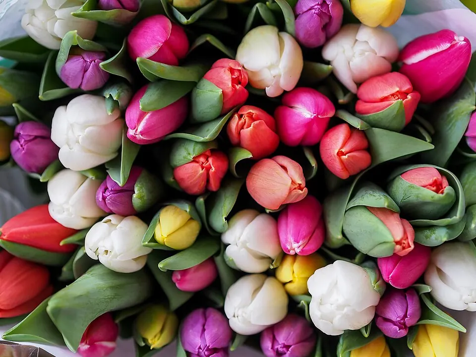 Ramo de tulipanes de colores, típico del Galentine’s Day y de la primavera