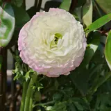 Flores para boda: Ranúnculo blanco y rosa