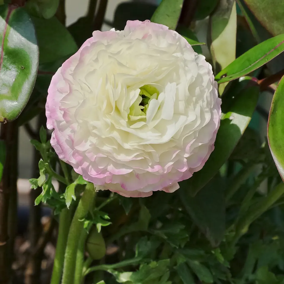 Ranúnculo blanco con el borde de los pétalos rosa, flor de invierno y primavera para ramos de novia