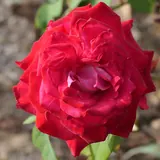 Flores de febrero: Rosa roja abierta, la flor de San Valentín y de Sant Jordi