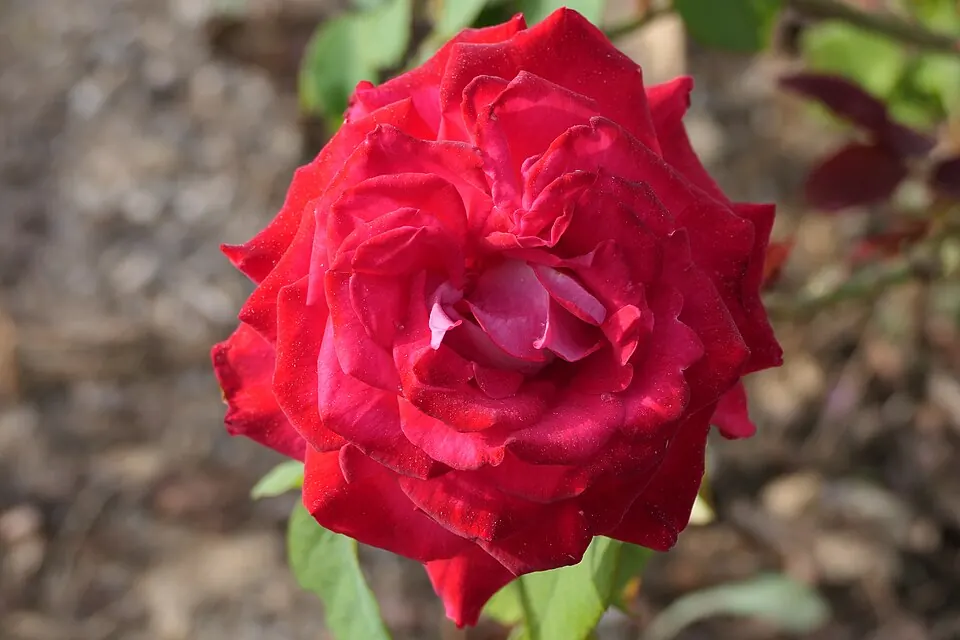 Rosa roja abierta, la flor de San Valentín y de Sant Jordi