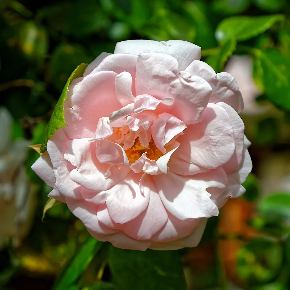 Rosa rosa pálido en un rosal, flor del Día de la Novia y del Rose Day coreano
