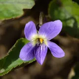 Flores moradas: Violeta morada entre hojas, la flor del trend de flores moradas del 9 de noviembre