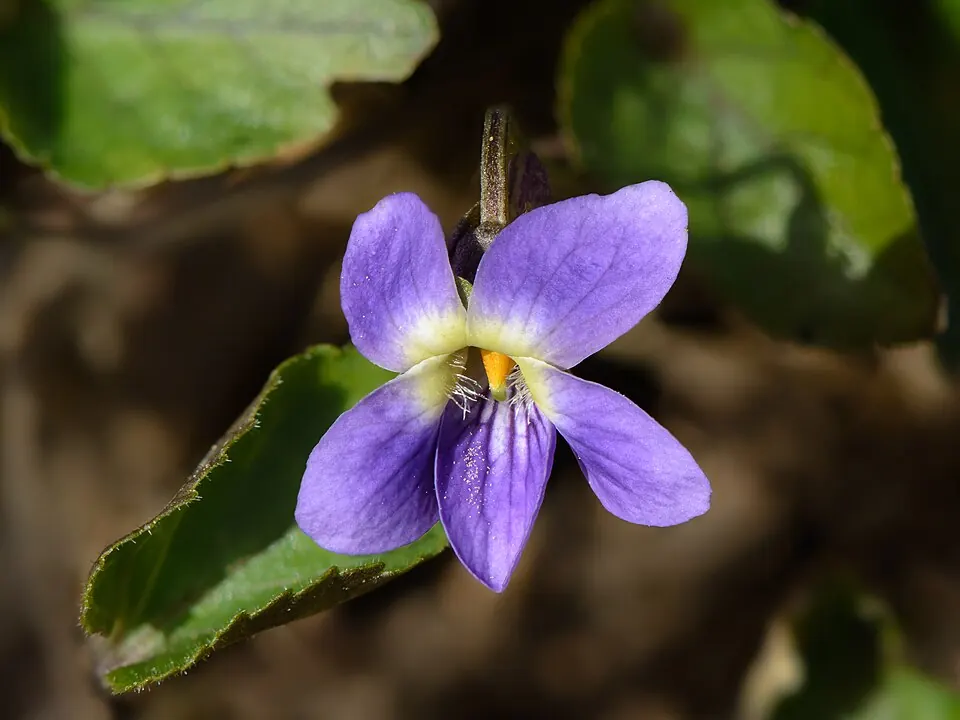 Violeta morada entre hojas, la flor del trend de flores moradas del 9 de noviembre